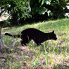 Épouvantail Chat à planter dans le jardin