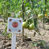 Etiquette pour potager en bois - Oignon