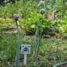 Etiquette pour potager en bois - Oignon