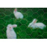 ▷ Grillage à poule maille héxagonale en acier galvanisé plastifié vert - 13  mm - 1 x 5 m au meilleur prix - Grillage à poule