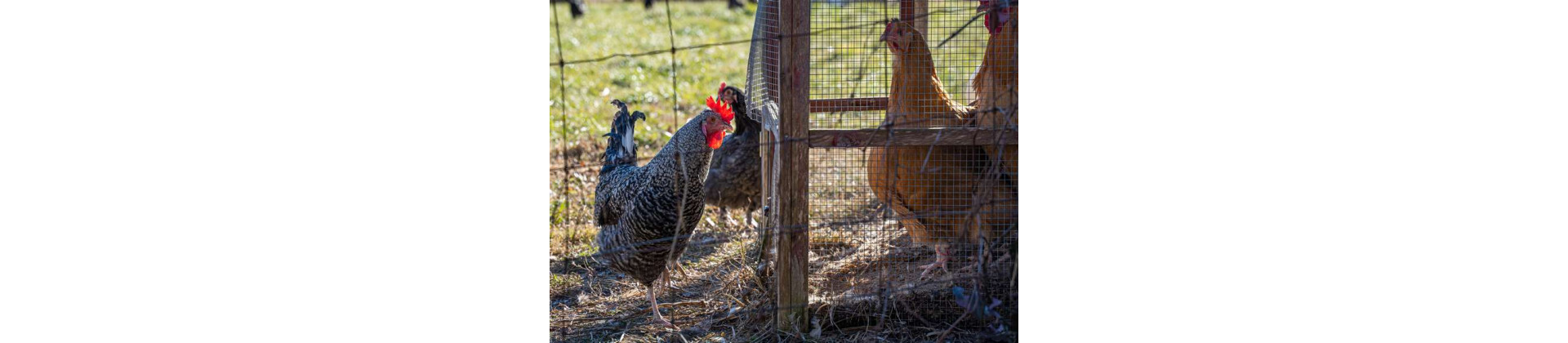 Grillage à poule